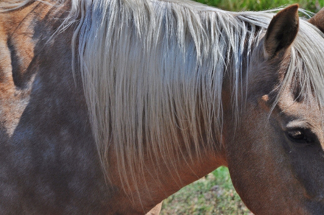 close up of horse's mane